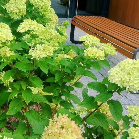 New Parking Place & Self Check In 24h Taras Miedziana Apartment Wroclaw